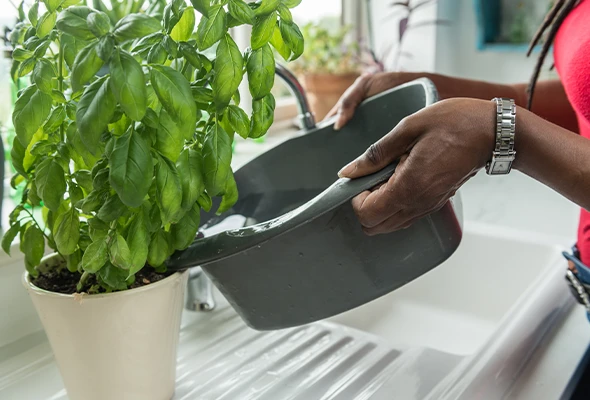customer reusing dishwater to feed a plant in the kitchen 