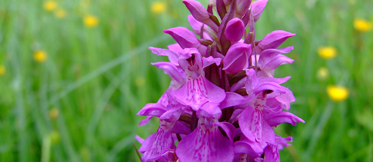 Purple Flower At Backwell Lake