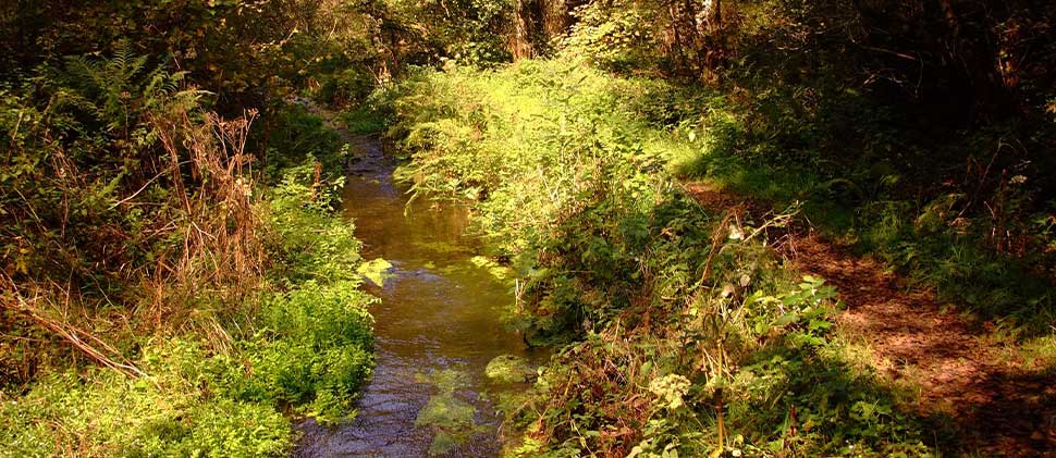 Footpath along a stream at Otterhead Lakes