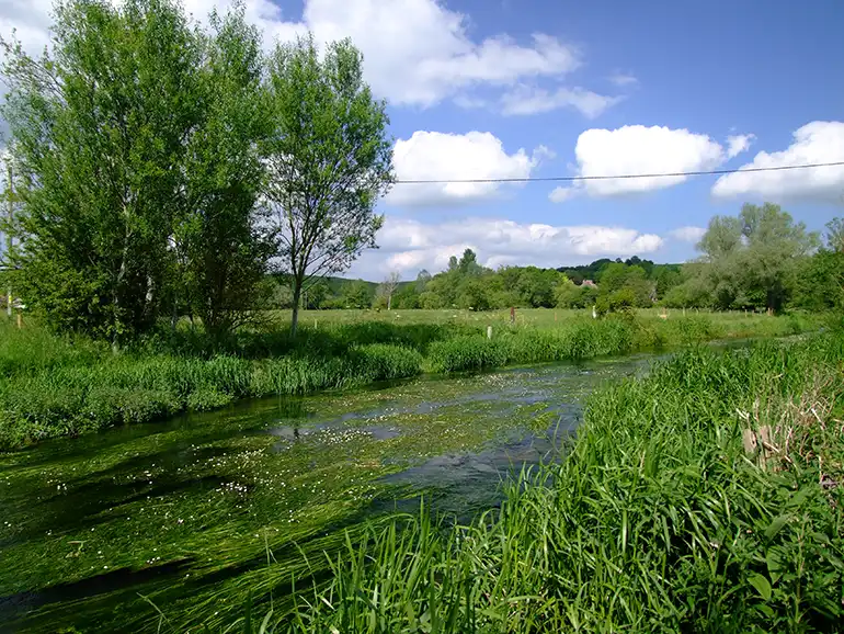 Image of a river flowing with trees overhead