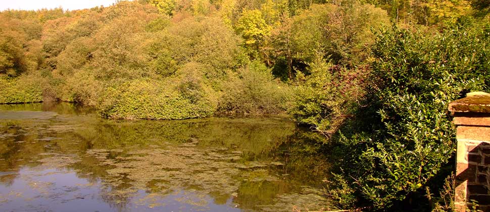 Otterhead Lakes surrounded by trees